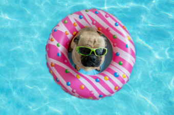 Pug donut