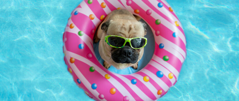 Pug donut