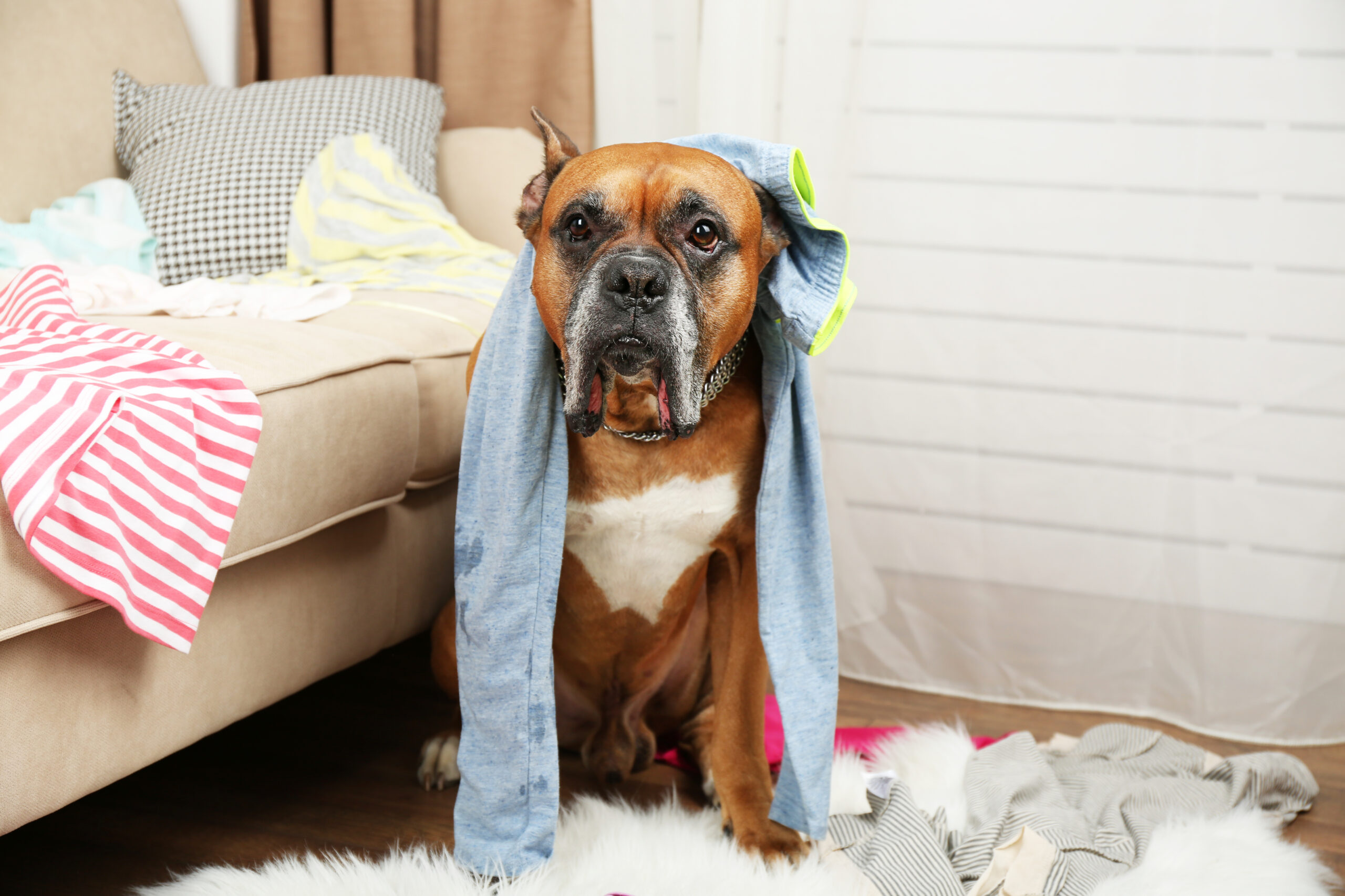 What to Know When Leaving Your Dog Home Alone