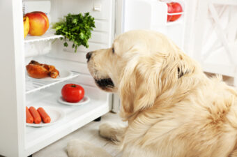 Dog Fridge