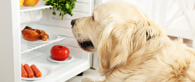 Dog Fridge