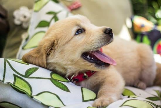 Small yellow puppy laying down on a green and white pillow