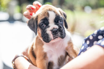 Cute Puggle