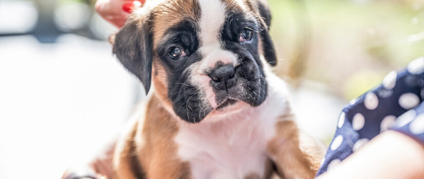 Cute Puggle