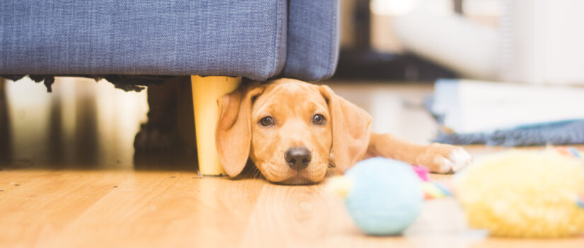 10 Ways to Keep a Dog Busy Inside