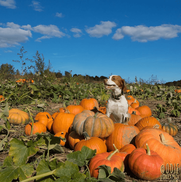 Dog Pumpkin Picking