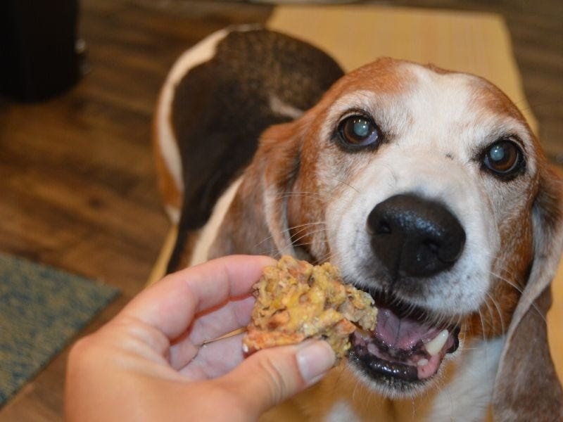 How to make dog treats