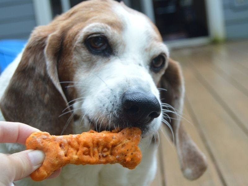 Homemade dog treat recipes