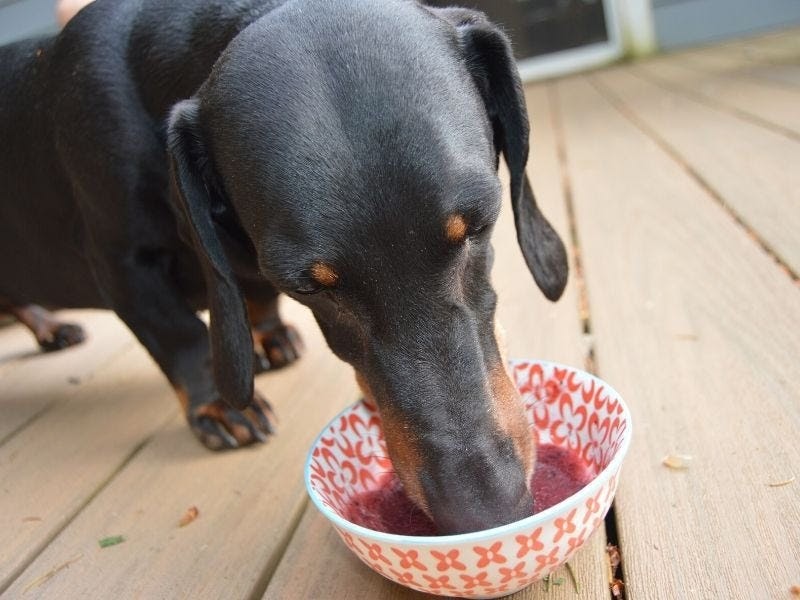 How to make dog treats sorbet